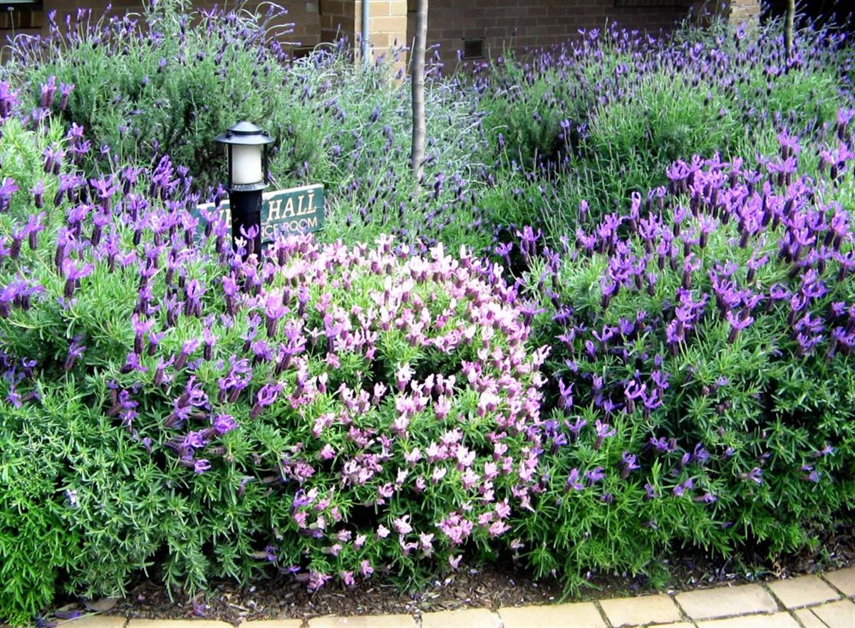 St. Mary's College Garden