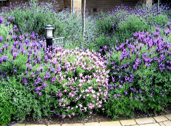 St. Mary's College Garden