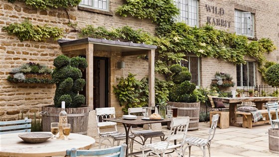 The Wild Rabbit