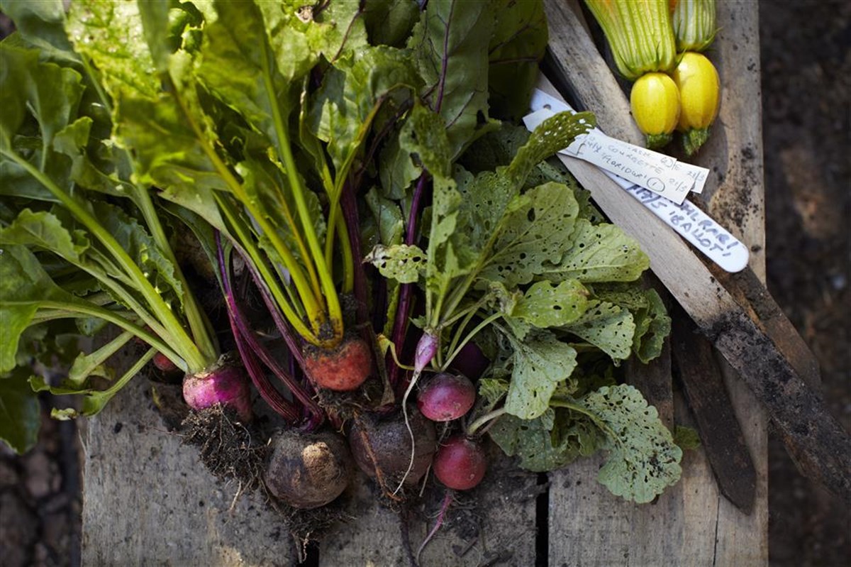 Kitchen Garden Produce
