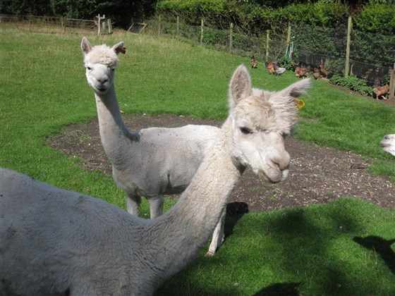 Lama résident