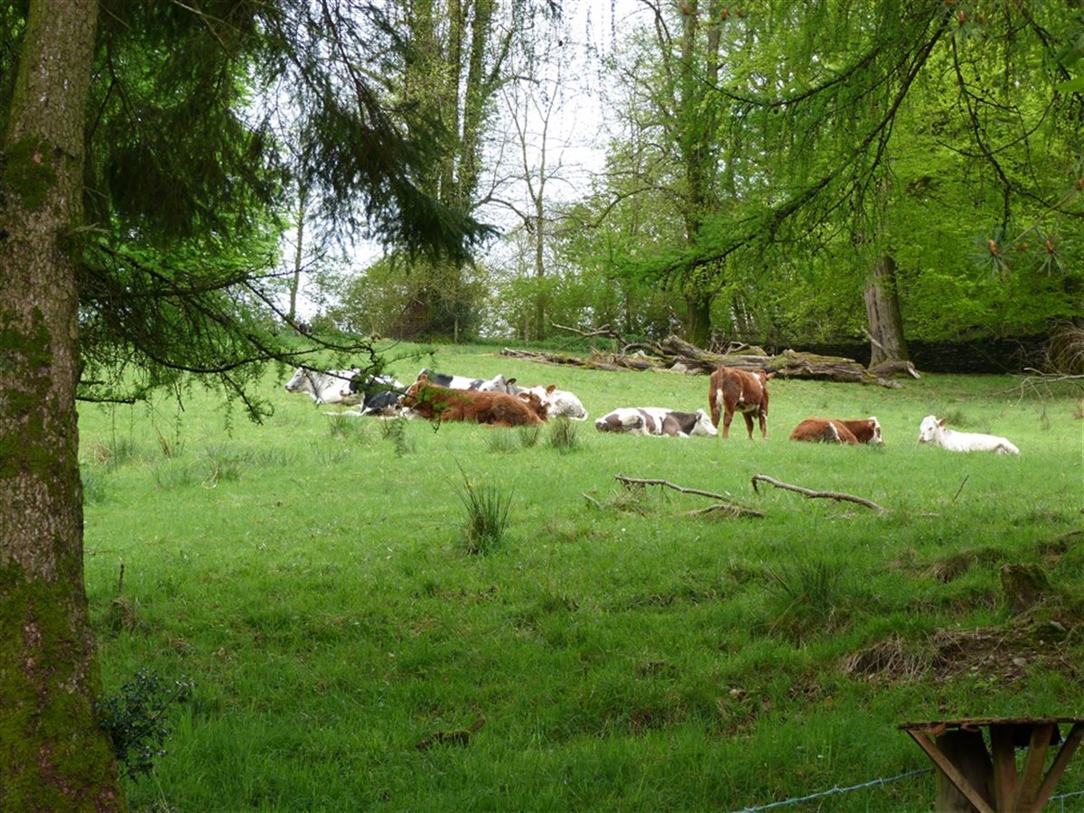 Cows on National Trust fields behind our guest house. This photo was taken from The Dalesway room.
