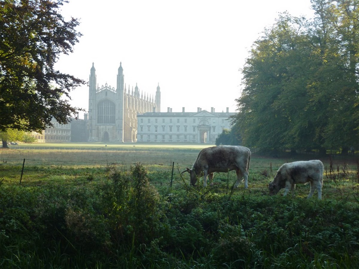 Mucche al pascolo sui dorsi