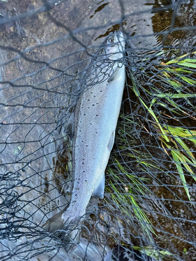 4.5 lb sea trout c John Mitchell