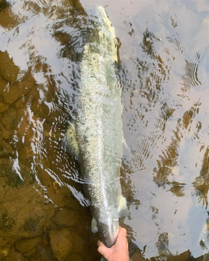 8.Mr Colin Latto lands a lovely fresh fish at Cargill on Friday