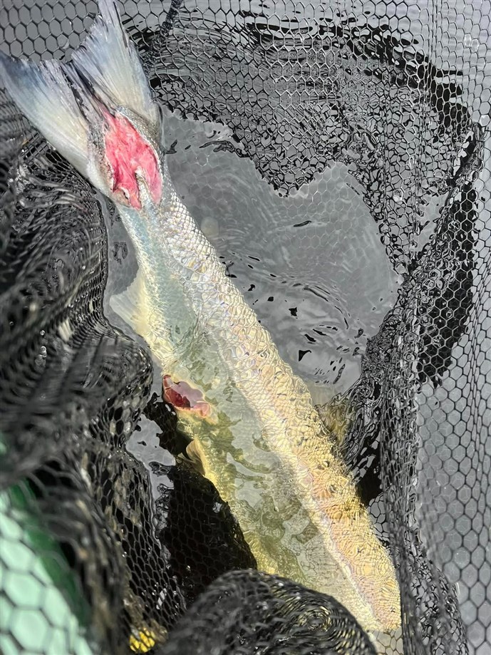 12.A nice fish caught at Fishponds on Saturday carrying some seal damage