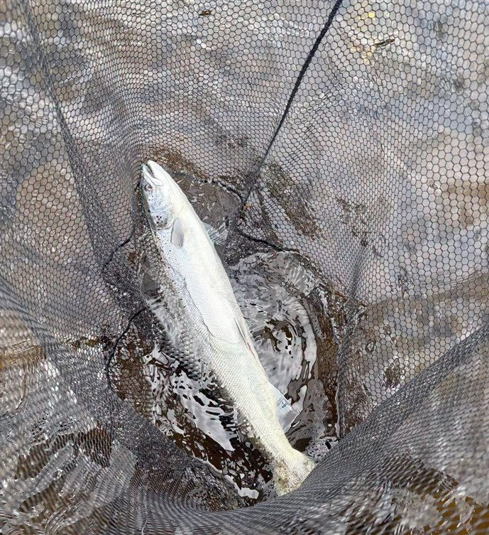 2.A lovely fish caught at Newtyle on Friday evening
