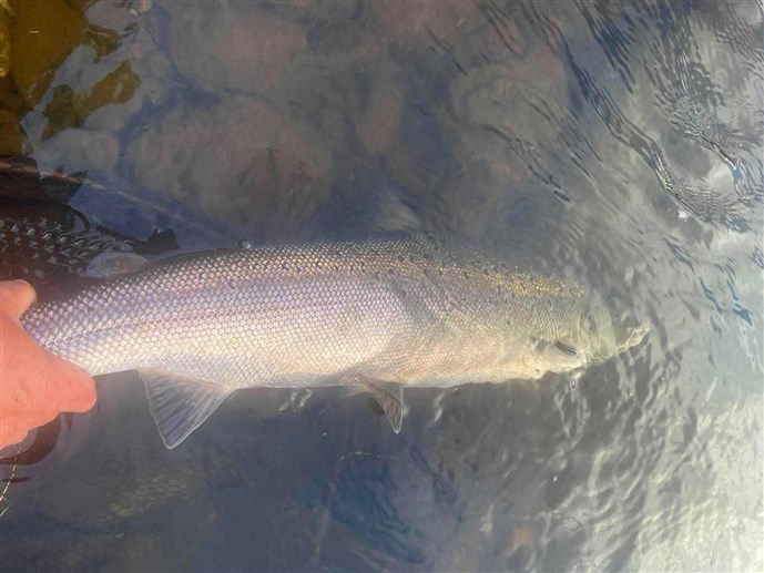 2.Mr Berwyn Morris lands a Newtyle cracker on Monday