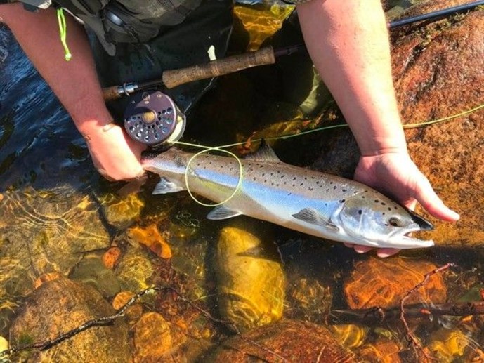 Banchory grilse