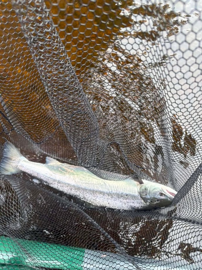 6.A sparkling grilse caught by Mr Mike Jennings at Islamouth on Monday