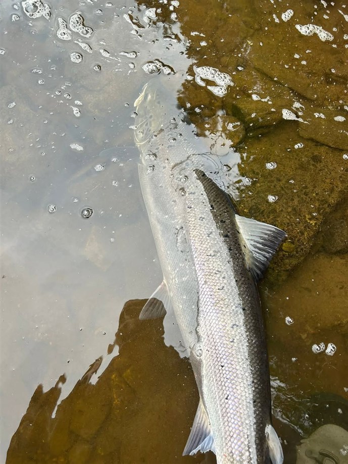 1.More Kercock silver landed on Tuesday