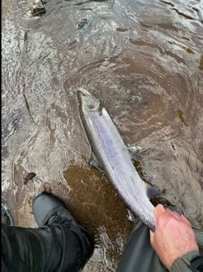 8 lb salmon c Alan Shepherd