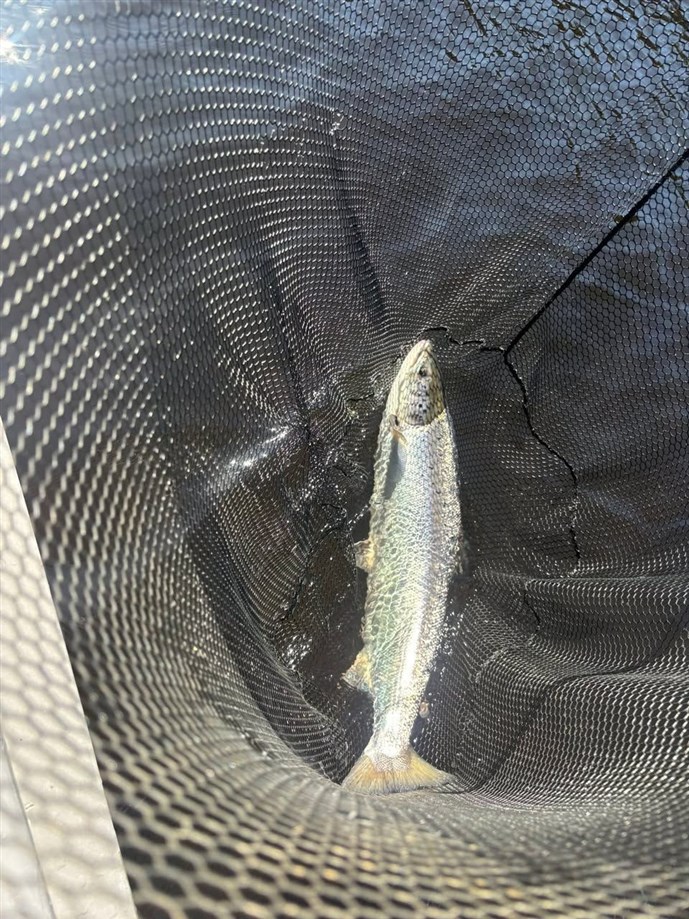 6.Mr Trevor Watkins lands a Ballathie sparkler!