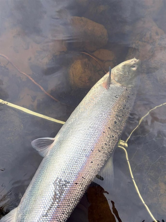 4.A fine fish caught at Kercock on Thursday