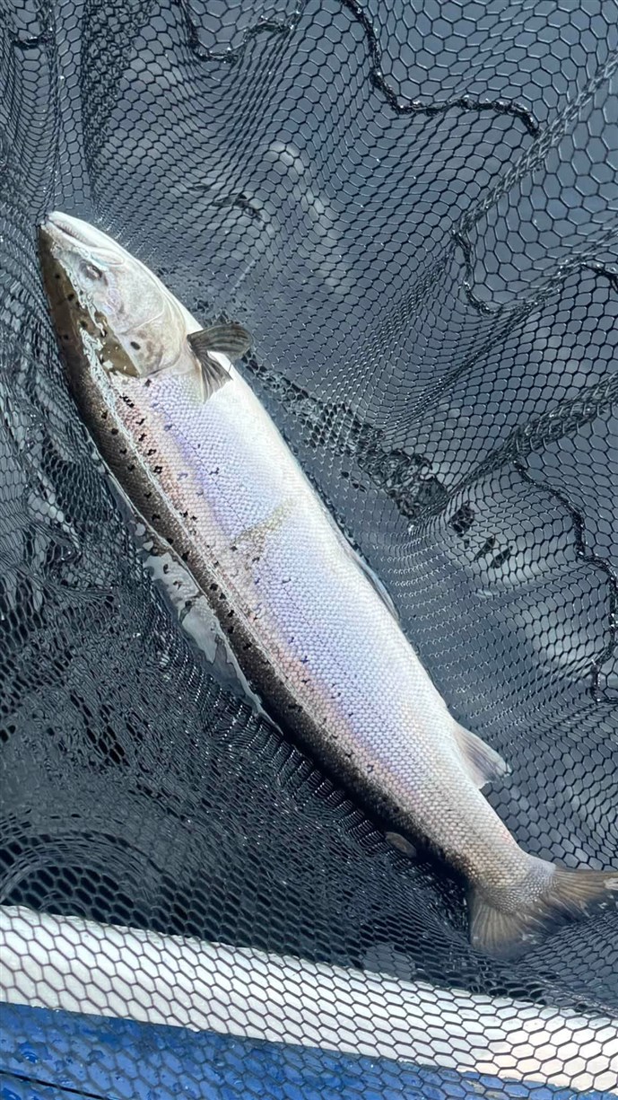 2.Magnificent Meikleour silver!