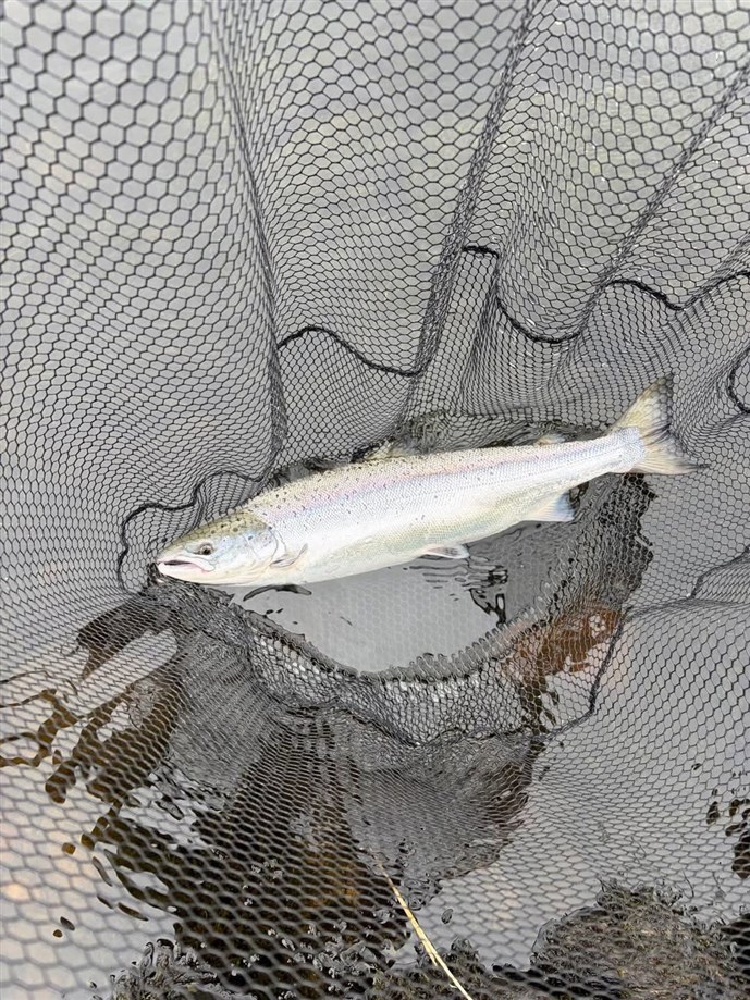 2.A nice grilse caught by Mr John Dewar at Kercock on Saturday