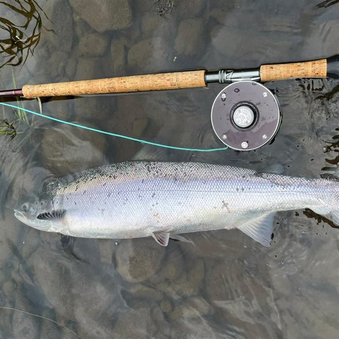 7B.A chunky Cargill salmon caught by Mr Gavin Mason on Saturday