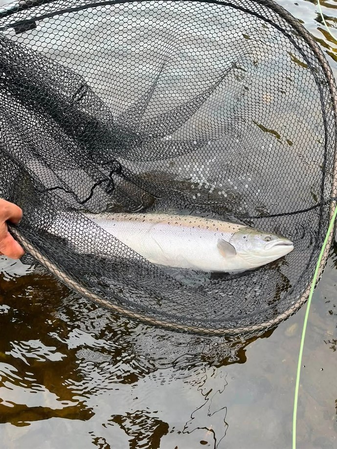 Pic 9. Another nice fish caught from the Upper Redgorton Beat