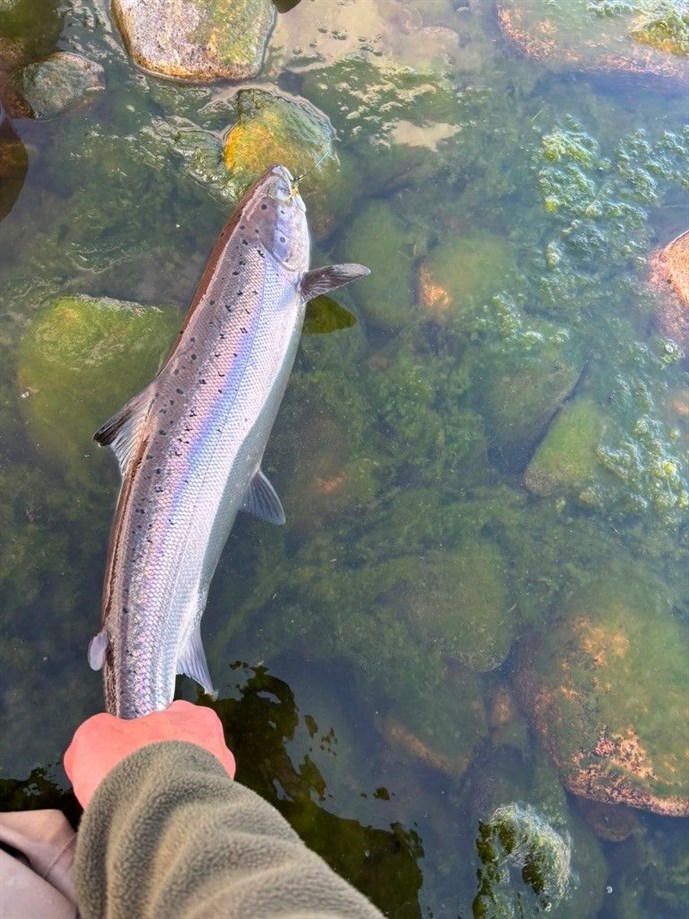 A grilse from Lindy