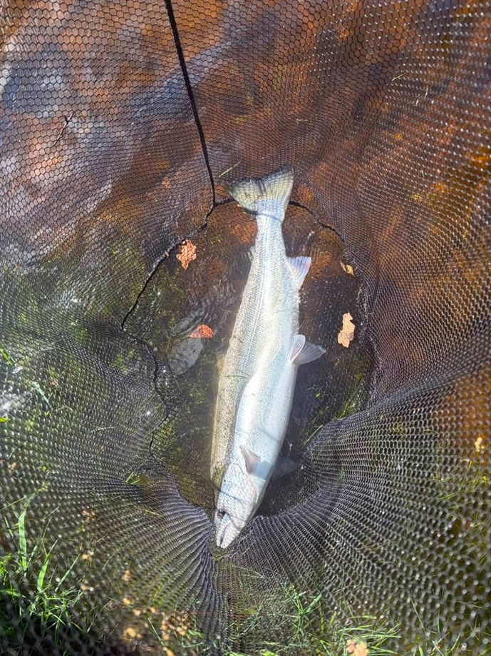 7.A cracking fish caught by Mr Neil Mitchell at Islamouth on Thursday