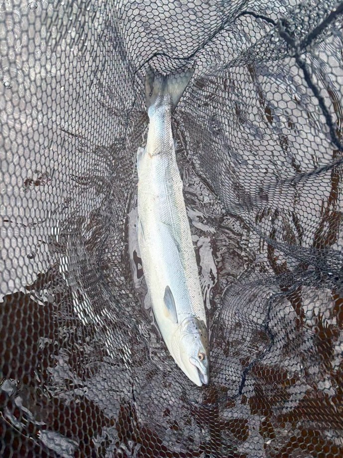 8.Mr Angus Drummond with a nice fish caught at Islamouth on Friday