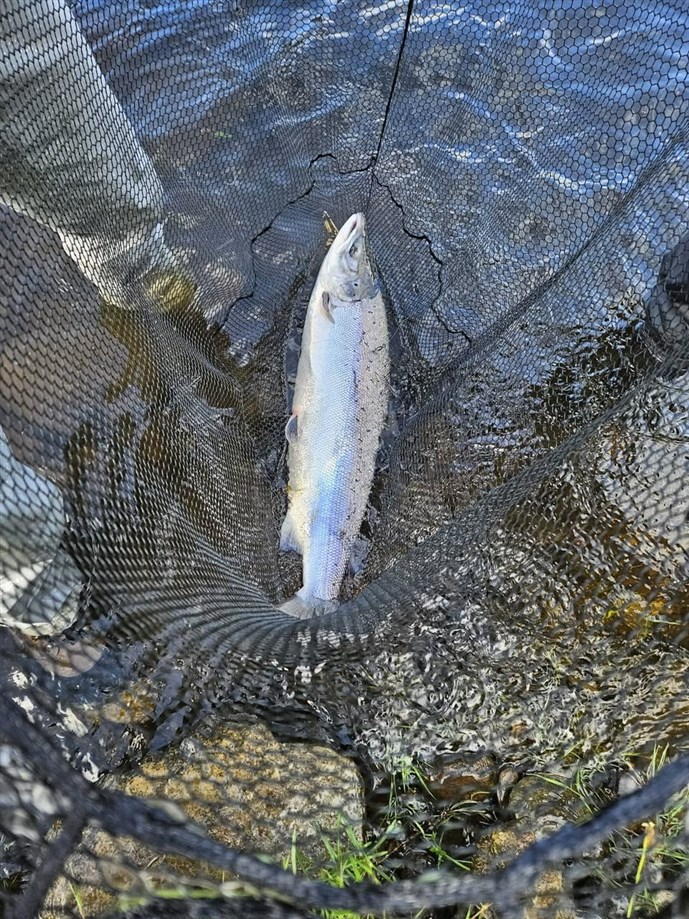 3.One of two fish caught by Mr Rory Matheson at Newtyle
