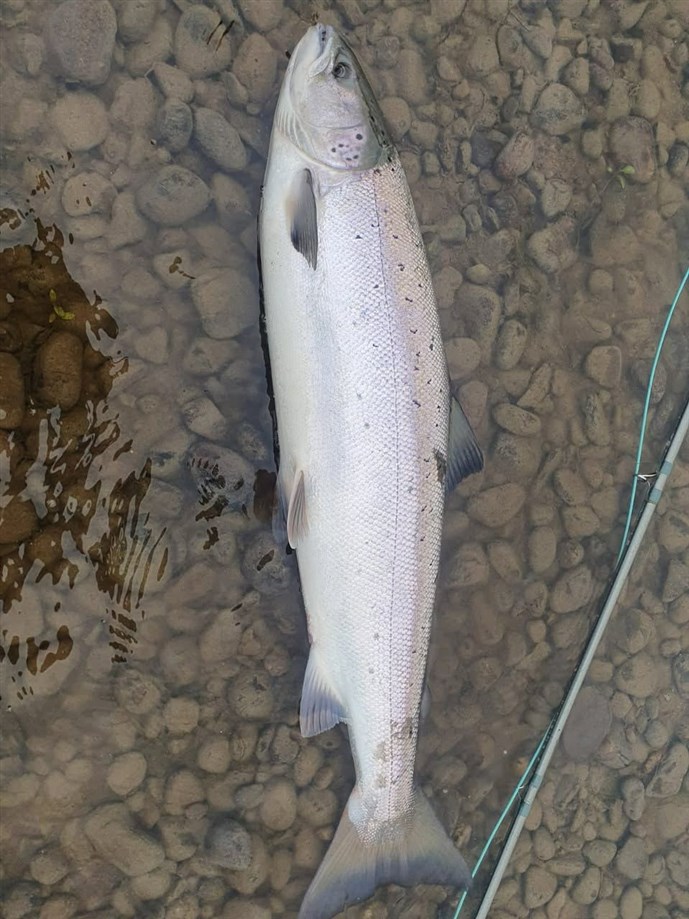 3.A nice fish caught on the fly at Kercock on Tuesday