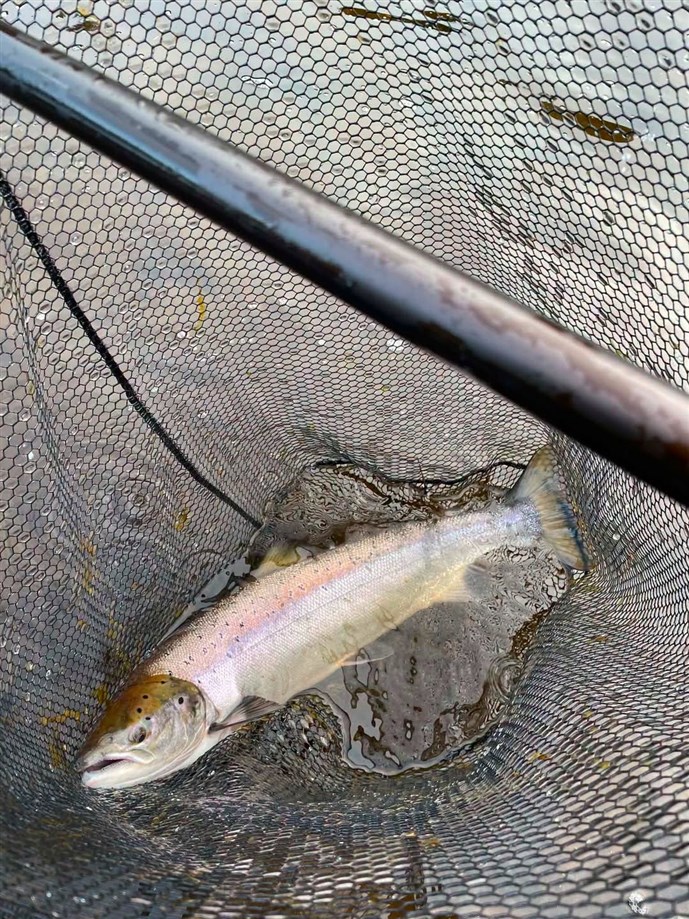 3.Another nice fish caught at Newtyle on Tuesday