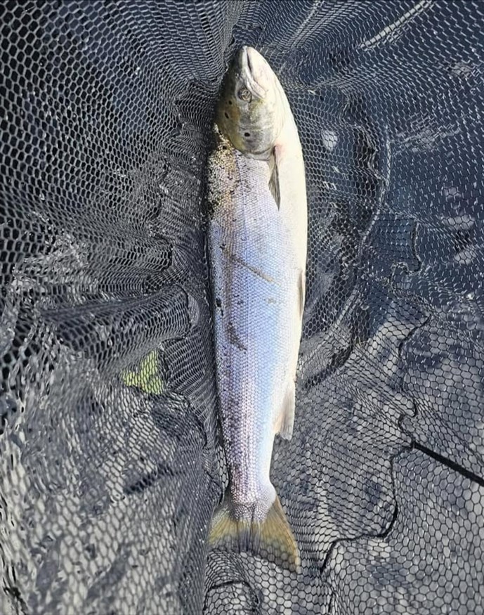 5.A nice fish caught at Meikelour on Tuesday