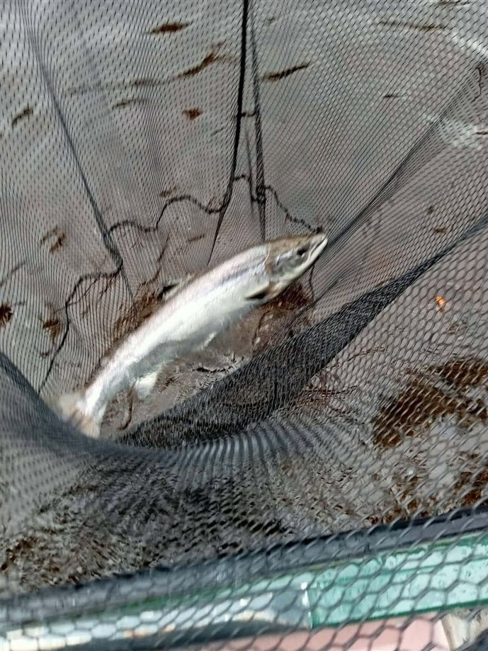 7.Mr Angus Oughtred lands a fine fish at Islamouth on Tuesday