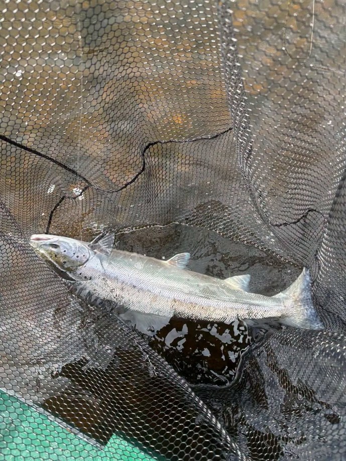 6.Mr Iain Clark lands a nice fresh fish at Islamouth on Monday