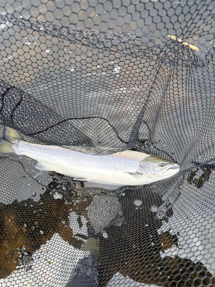 4A. A nice fish caught by Mr Kenny Milne at Kercock on Saturday