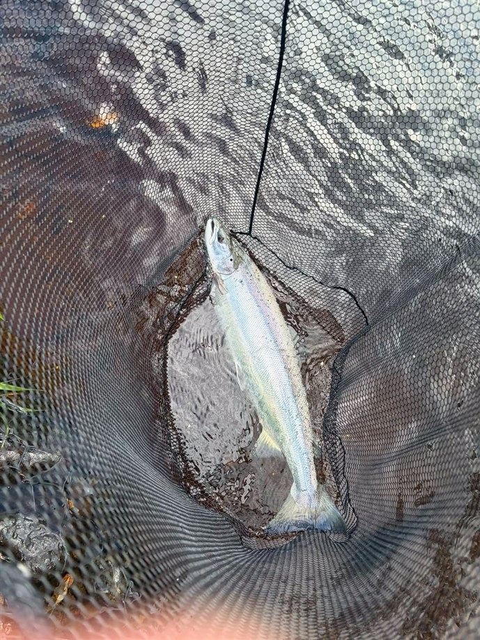 7.A nice fish for Mr James Holder caught at Islamouth on Tuesday