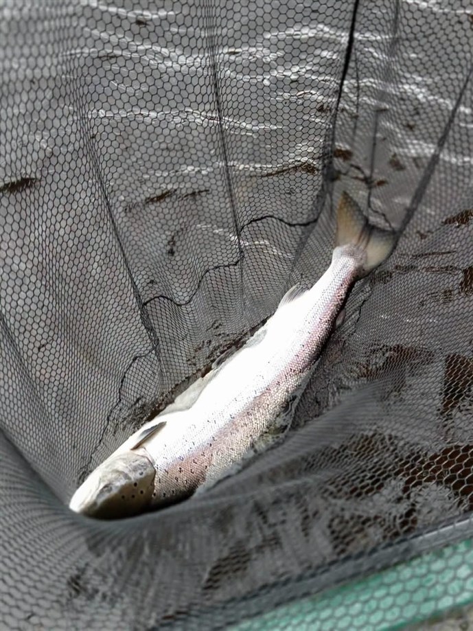 4.One of two fish caught by Mr Giles Moffat at Islamouth on Tuesday