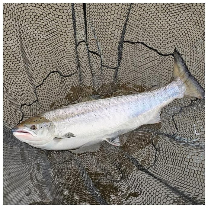 River Tay Salmon Fishing Report