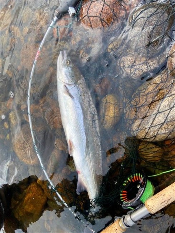 Chunky fish from Crathes Castle 