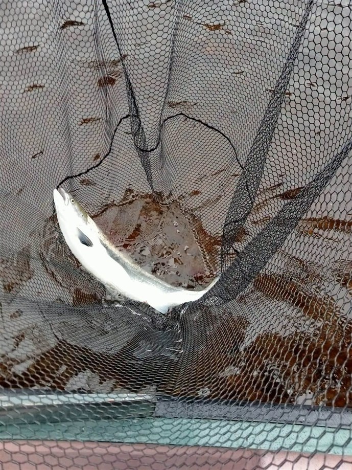 5.Mr Allan Ferrie lands a nice fish at Islamouth on Saturday