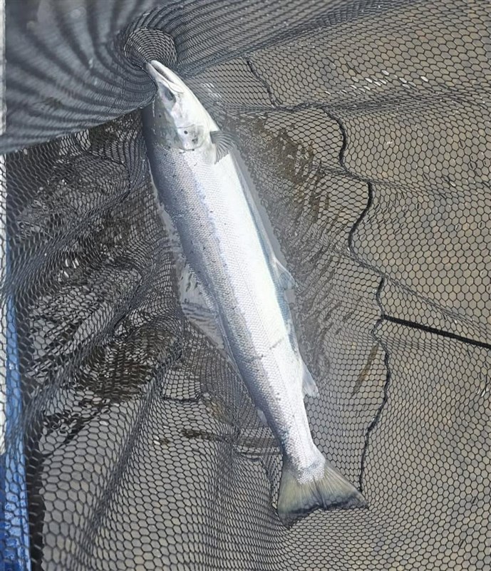 4.A fine fish caught by Ryan at Meikleour on Monday