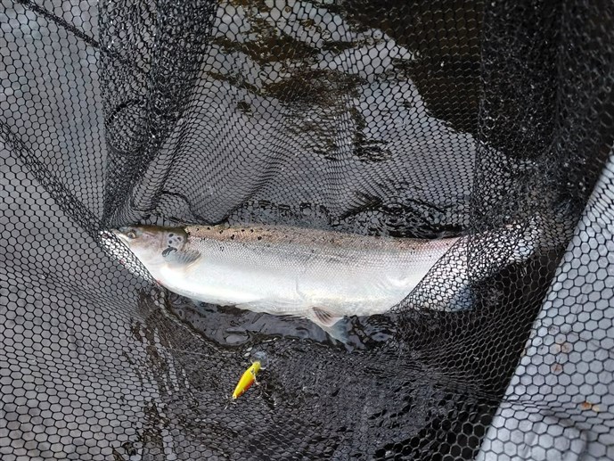 10.Mr Colin Campbell lands a nice fish at Ballathie on Friday