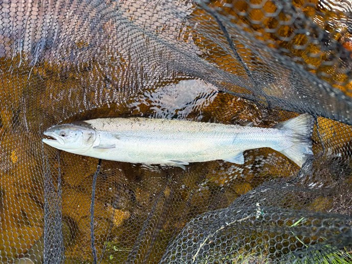 8.Mr Barry Ward catches a a nice fish from the Longhead on Friday at Islamouth