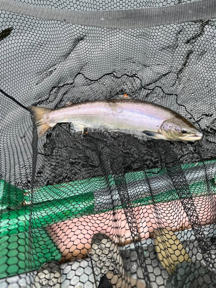 11.Mr Ed Collins lands a fine fish at Stobhall on Saturday