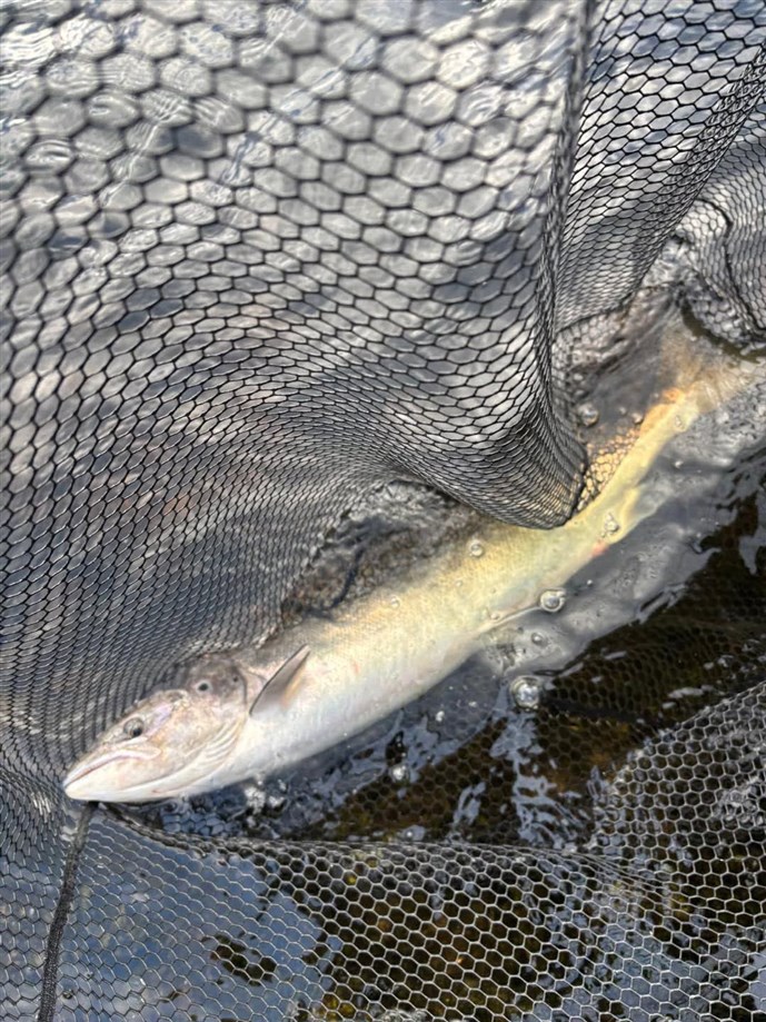 4.Mr Paul Jack lands a good fish at Kercock on Monday