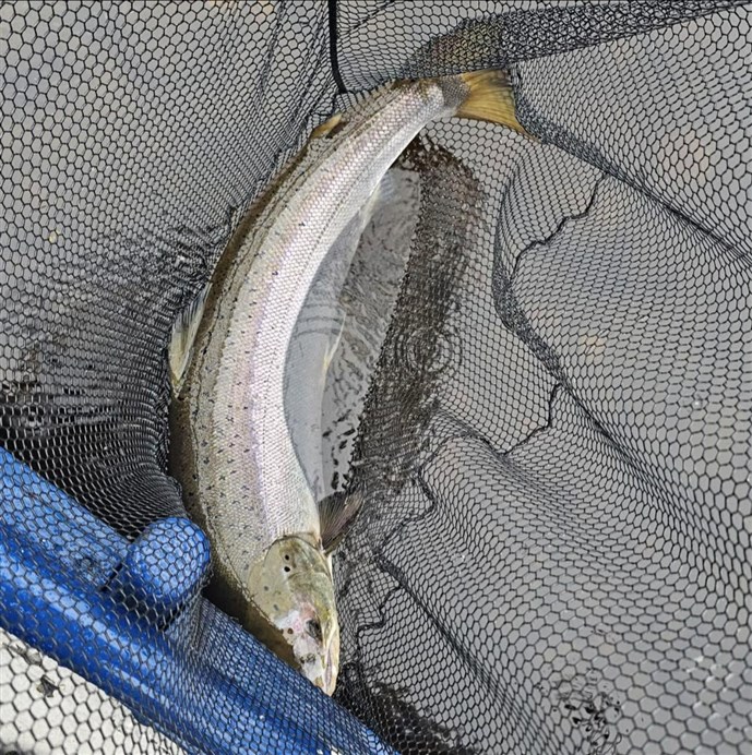 5A.A magnificent seventeen pounder caught at Meikleour on Saturday
