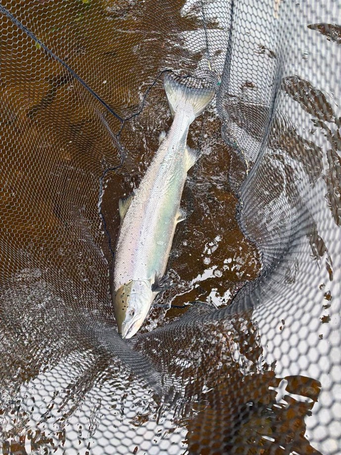 4.A lovely fish caught by Mr David Mayhew at Islamouth on Monday