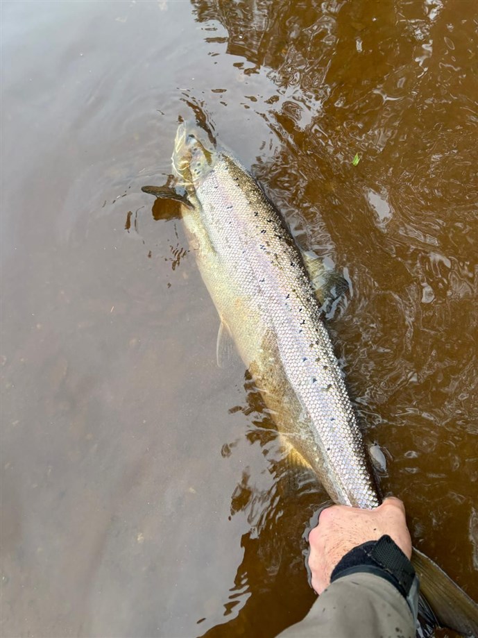 10 lb salmon @ Gallery  c Louis Sandground