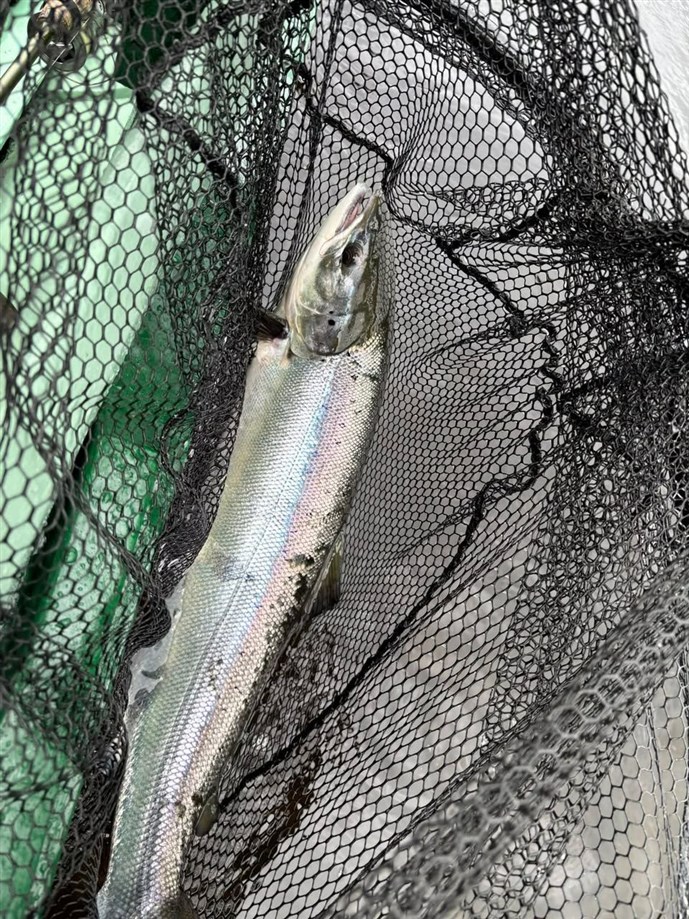 12.More Fishponds silver!