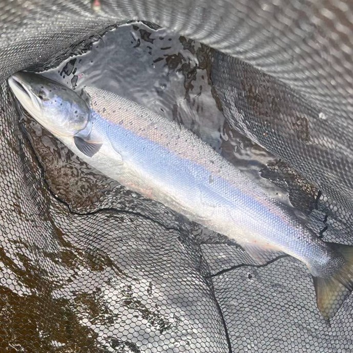 6.A nice fish caught by Mr David Cronshaw at Cargill on Thursday