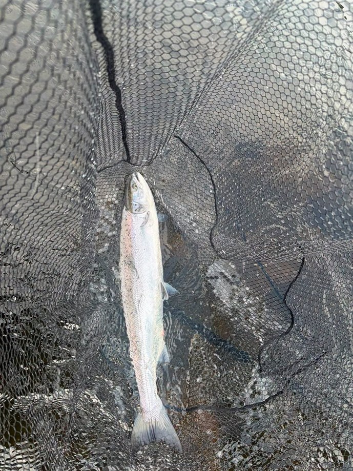 4.Mr Pedro Landale lands a grilse at Islamouth from the Cuttie on Tuesday