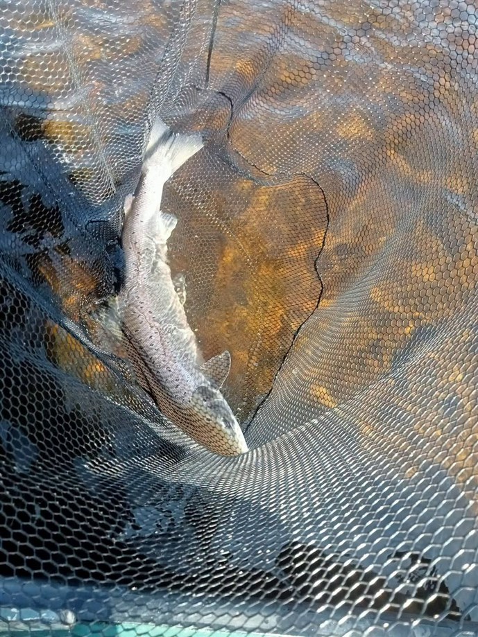 3.Ms Rosamund Weaver lands a nice fish at Islamouth on Monday