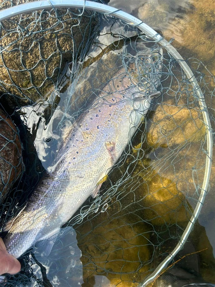 Salmon to the net at Balmoral in May 2024